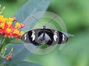 Sara longwing butterfly, Heliconius sara