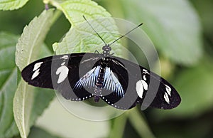 Sara longwing butterfly, Heliconius sara