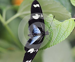 Sara longwing butterfly, Heliconius sara