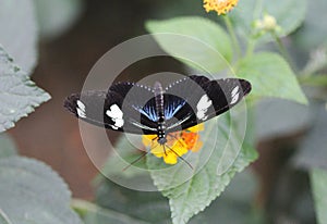 Sara longwing butterfly, Heliconius sara