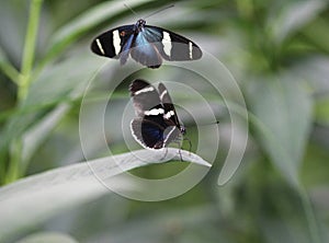 Sara longwing butterfly, Heliconius sara