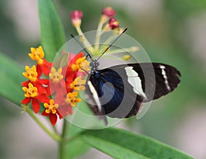 Sara longwing butterfly, Heliconius sara