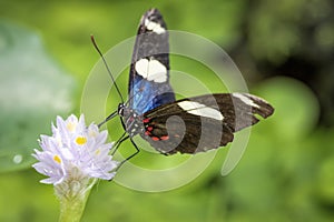 Sara longwing butterfly (Heliconius sara)
