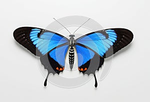 Sara Longwing butterfly on white background