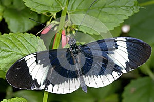 Sara longwing, heliconius sara