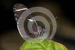 Sara longwing, heliconius sara