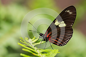 Sara longwing - Heliconius sara