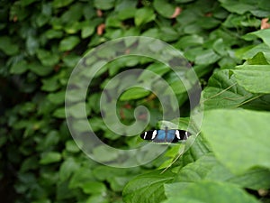 Sara Longwing (Heliconius sara) Butterfly photo