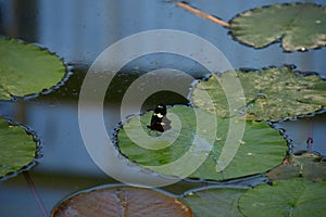 Sara longwing or heliconius sara butterfly with closed wing underside view resting on a waterlily leaf