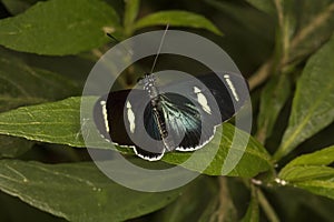 The Sara longwing Heliconius sara.
