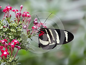 Sara Longwing, Heliconius sara