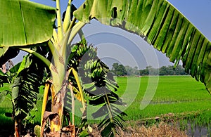 Saraburi, Thailand: Banana Tree and Rice Paddy