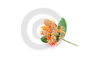 Saraca asoca Flowers on white