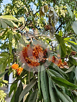 The saraca asoca or Known as Ashoka tree