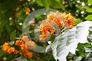 The flowers of Saraca dives Pierre tree(worry free tree) photo