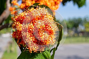 saraca indica flower or ashoka flower