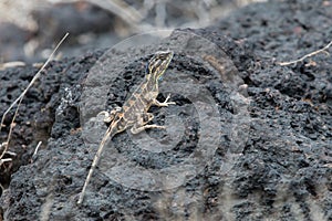 Sarada superba, the large fan-throated lizard,  gives a superb display of dewlap during mating season