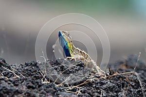 Sarada superba, the large fan-throated lizard,  gives a superb display of dewlap during mating season