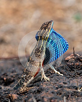 Sarada superba, the large fan-throated lizard,  gives a superb display of dewlap during mating season