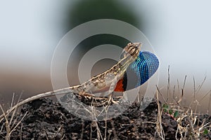 Sarada superba, the large fan-throated lizard,  gives a superb display of dewlap during mating season