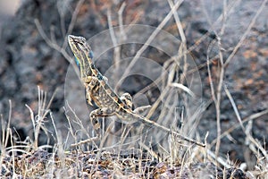 Sarada superba, the large fan-throated lizard,  gives a superb display of dewlap during mating season