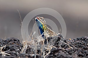 Sarada superba, the large fan-throated lizard,  gives a superb display of dewlap during mating season