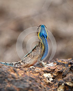 Sarada superba, the large fan-throated lizard,  gives a superb display of dewlap during mating season