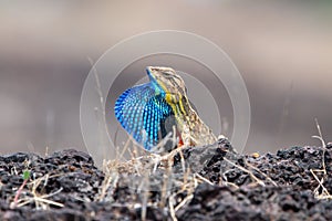 Sarada superba, the large fan-throated lizard,  gives a superb display of dewlap during mating season