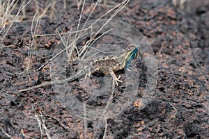 Sarada superba, the large fan-throated lizard,  gives a superb display of dewlap during mating season