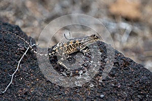 Sarada superba, the large fan-throated lizard,  gives a superb display of dewlap during mating season