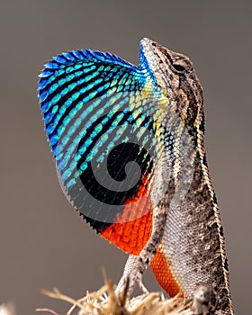 Sarada superba, the large fan-throated lizard,  gives a superb display of dewlap during mating season