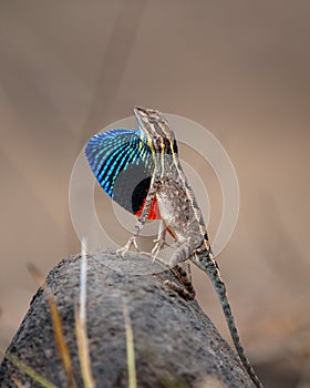 Sarada superba, the large fan-throated lizard,  gives a superb display of dewlap during mating season