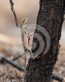 Sarada superba, the large fan-throated lizard,  gives a superb display of dewlap during mating season