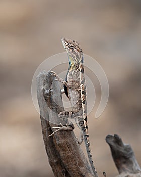 Sarada superba, the large fan-throated lizard,  gives a superb display of dewlap during mating season