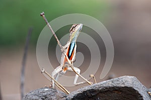 Sarada superba, the large fan-throated lizard,  gives a superb display of dewlap during mating season