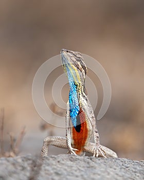 Sarada superba, the large fan-throated lizard,  gives a superb display of dewlap during mating season