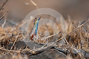 Sarada superba, the large fan-throated lizard,  gives a superb display of dewlap during mating season