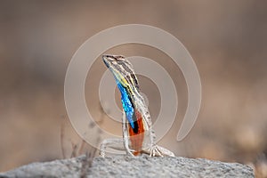 Sarada superba, the large fan-throated lizard,  gives a superb display of dewlap during mating season