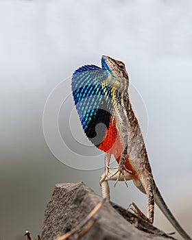 Sarada superba, the large fan-throated lizard,  gives a superb display of dewlap during mating season