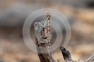 Sarada superba, the large fan-throated lizard,  gives a superb display of dewlap during mating season