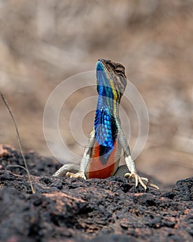 Sarada superba, the large fan-throated lizard,  gives a superb display of dewlap during mating season