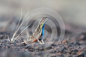 Sarada superba, the large fan-throated lizard,  gives a superb display of dewlap during mating season