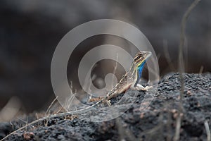 Sarada superba, the large fan-throated lizard,  gives a superb display of dewlap during mating season