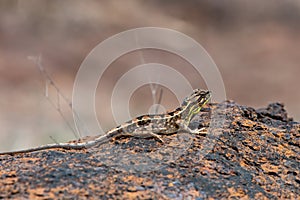 Sarada superba, the large fan-throated lizard,  gives a superb display of dewlap during mating season