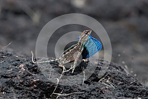 Sarada superba, the large fan-throated lizard,  gives a superb display of dewlap during mating season