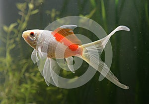 Saras comet goldfish photo