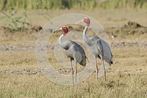 Saras crane birds