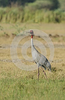 Saras crane birds