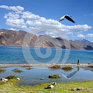 saras crane flight