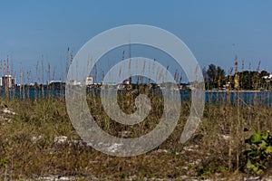 Sarasota Skyline through the grass